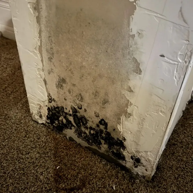 Professional Mold Removal in Diamond Ridge, AK